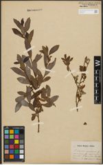Foto von Salix purpurea L. x Salix silesiaca Willd.